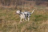 DALMATIEN 441